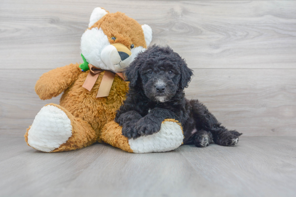 Mini Sheepadoodle Puppy for Adoption