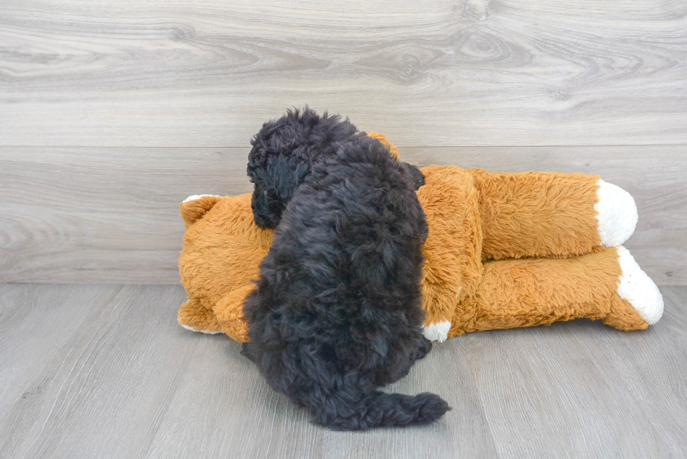 Mini Sheepadoodle Pup Being Cute