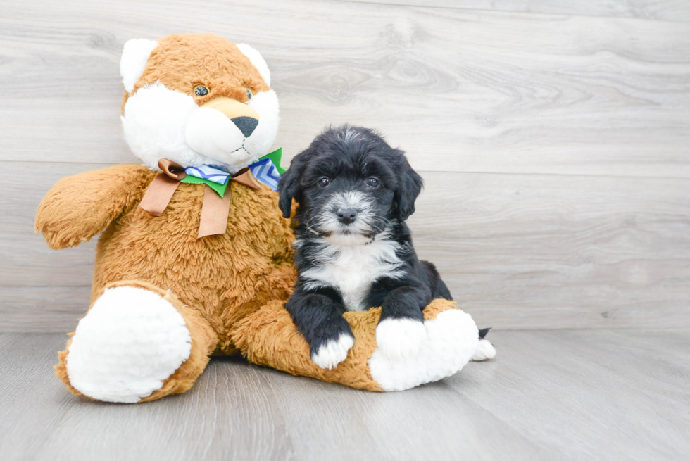 Mini Sheepadoodle Puppy for Adoption