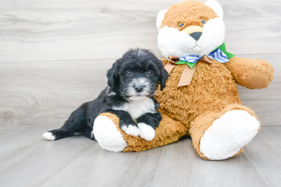 Smart Mini Sheepadoodle Poodle Mix Pup