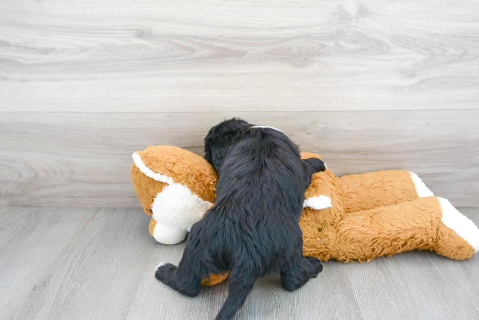 Friendly Mini Sheepadoodle Baby