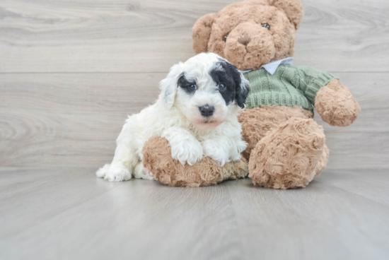 Mini Sheepadoodle Pup Being Cute