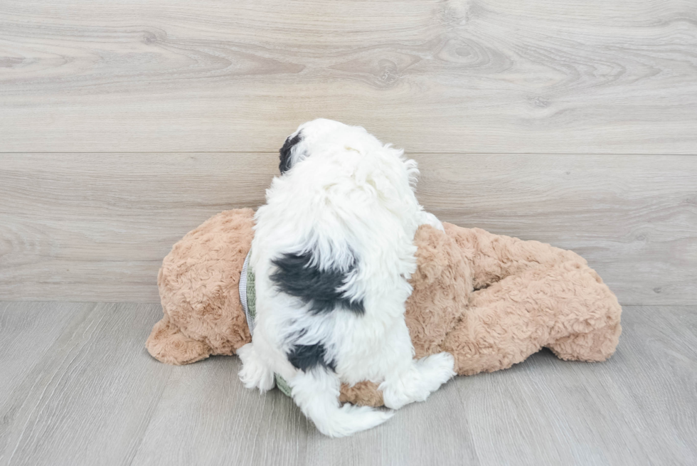 Sweet Mini Sheepadoodle Baby