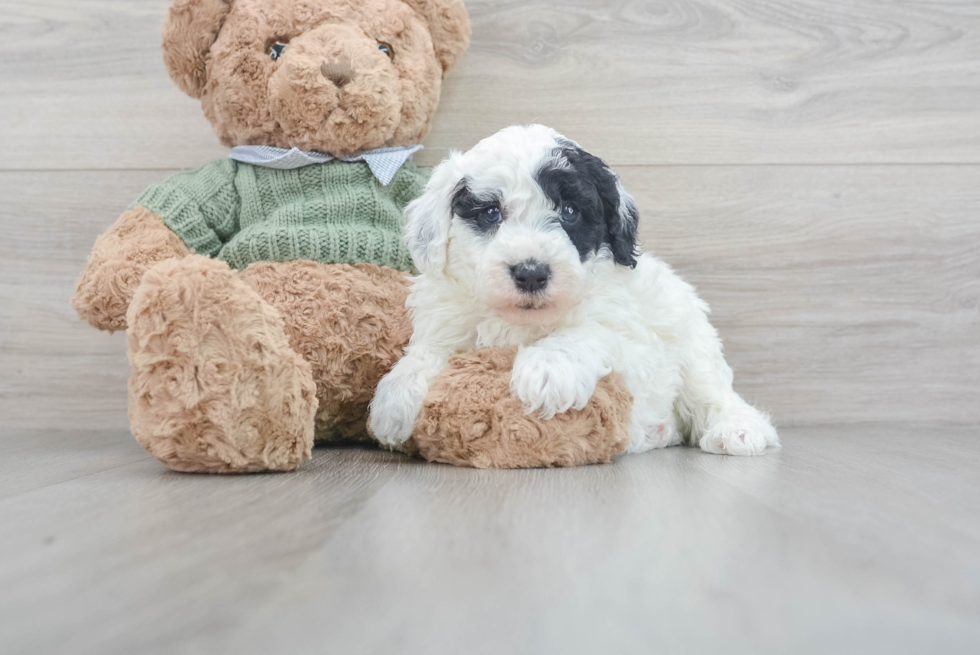 Mini Sheepadoodle Pup Being Cute