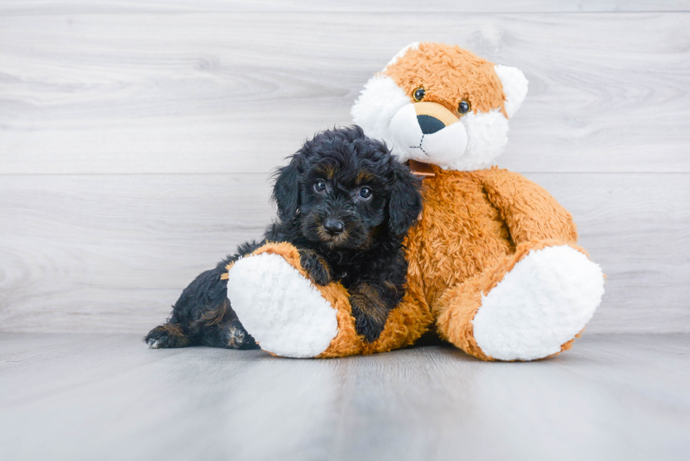 Mini Sheepadoodle Puppy for Adoption