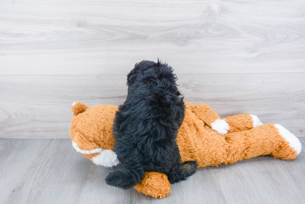 Best Mini Sheepadoodle Baby