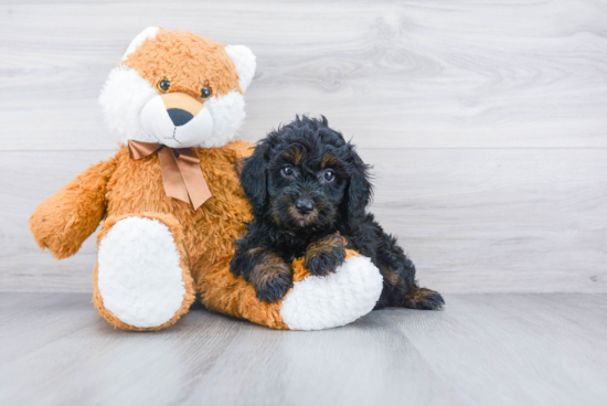 Best Mini Sheepadoodle Baby