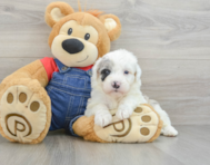 5 week old Mini Sheepadoodle Puppy For Sale - Premier Pups