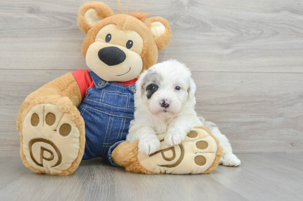 5 week old Mini Sheepadoodle Puppy For Sale - Premier Pups