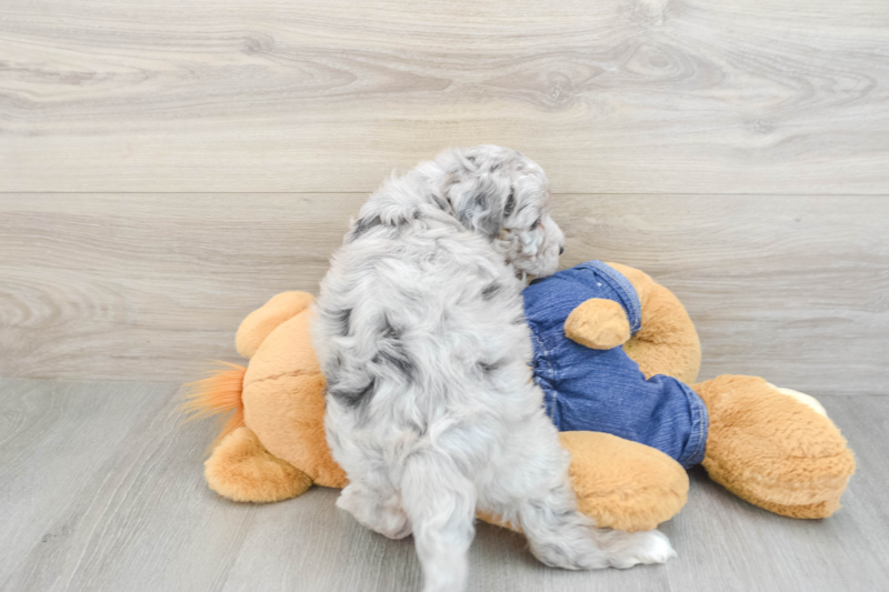 Meet Khal - our Mini Sheepadoodle Puppy Photo 2/3 - Premier Pups