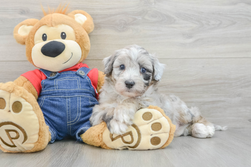 Meet Khal - our Mini Sheepadoodle Puppy Photo 3/3 - Premier Pups