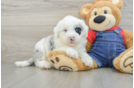 Best Mini Sheepadoodle Baby
