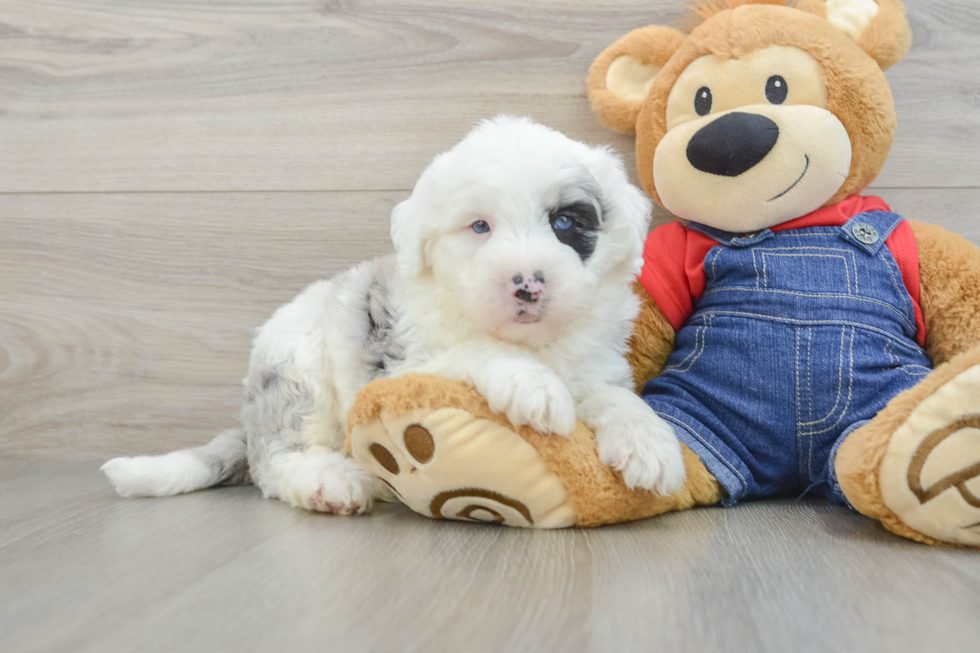 Best Mini Sheepadoodle Baby