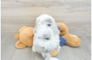 Mini Sheepadoodle Pup Being Cute