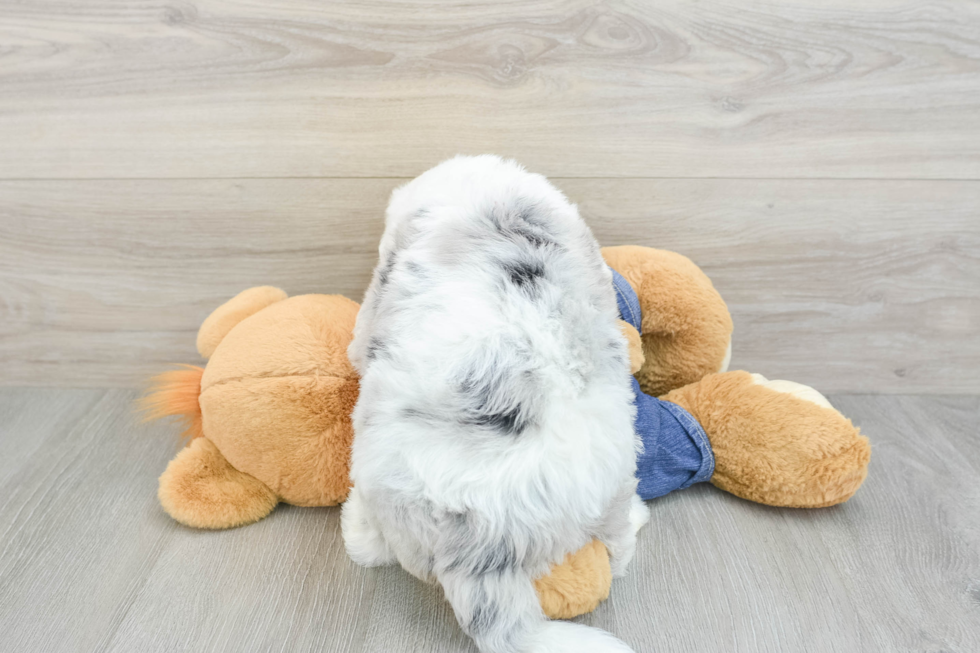 Mini Sheepadoodle Pup Being Cute