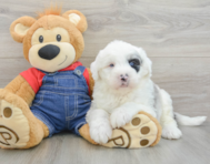 5 week old Mini Sheepadoodle Puppy For Sale - Premier Pups