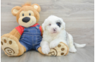 Hypoallergenic Sheep a Poo Poodle Mix Puppy