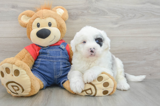 Hypoallergenic Sheep a Poo Poodle Mix Puppy
