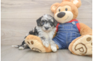 Mini Sheepadoodle Puppy for Adoption