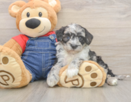 5 week old Mini Sheepadoodle Puppy For Sale - Premier Pups