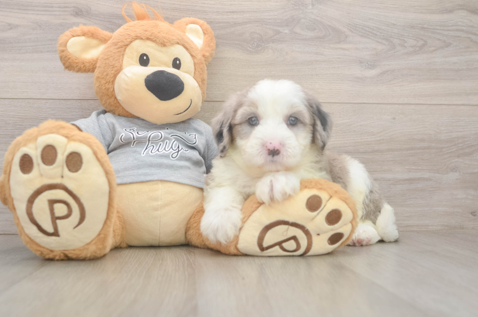 5 week old Mini Sheepadoodle Puppy For Sale - Premier Pups