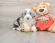 5 week old Mini Sheepadoodle Puppy For Sale - Premier Pups