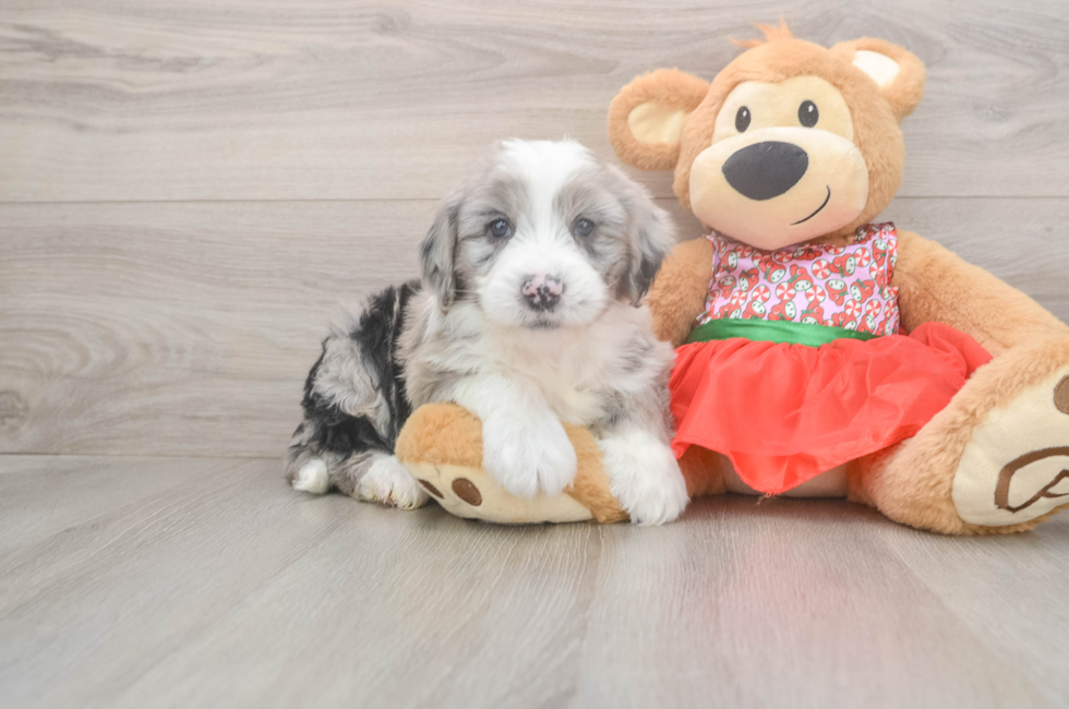 5 week old Mini Sheepadoodle Puppy For Sale - Premier Pups