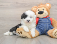 5 week old Mini Sheepadoodle Puppy For Sale - Premier Pups