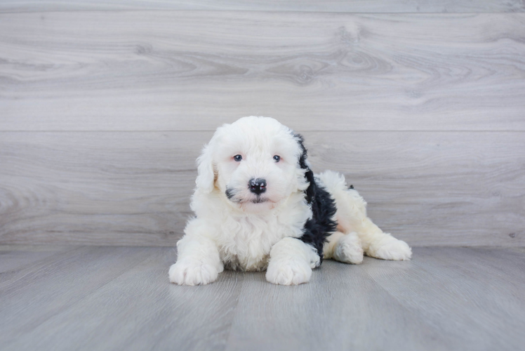 Mini Sheepadoodle Pup Being Cute