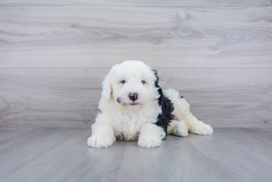 Mini Sheepadoodle Pup Being Cute