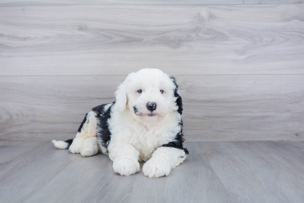 Energetic Sheep Dog Poodle Mix Puppy