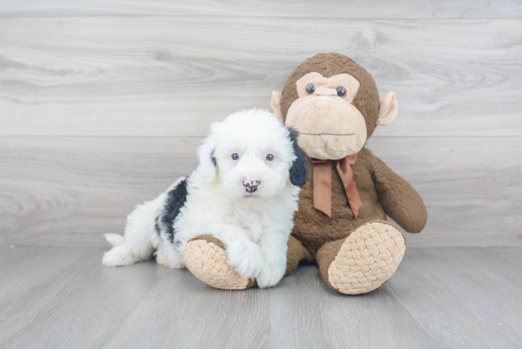 Hypoallergenic Sheep Dog Poodle Mix Puppy