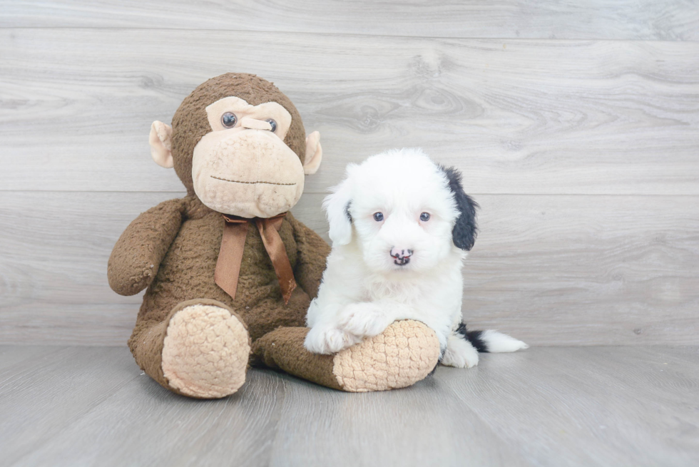 Mini Sheepadoodle Puppy for Adoption