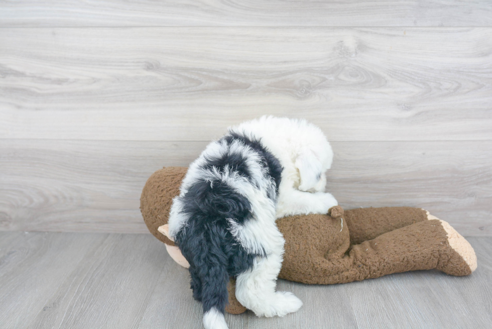 Best Mini Sheepadoodle Baby