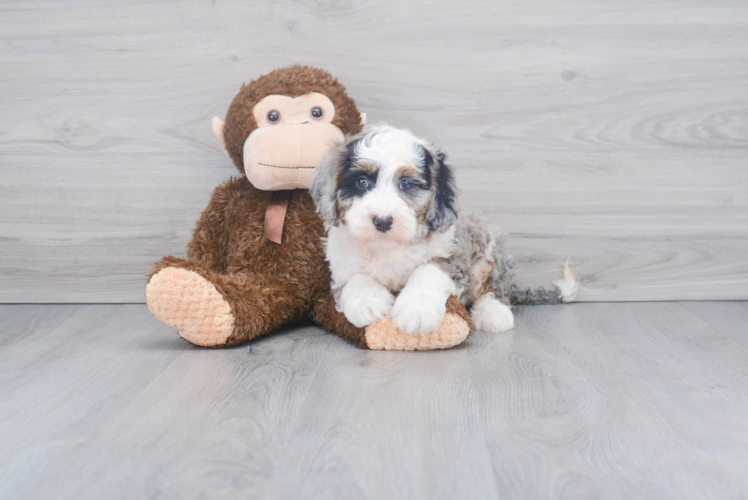 Best Mini Sheepadoodle Baby