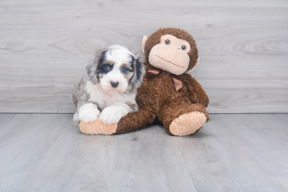 Little Sheep Dog Poodle Mix Puppy