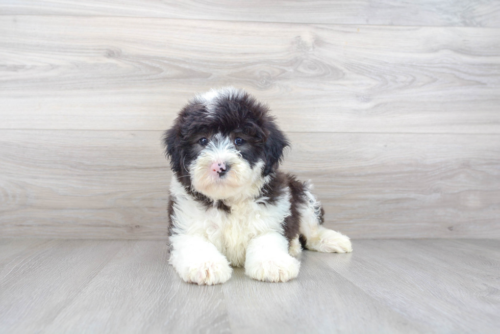 Mini Sheepadoodle Puppy for Adoption