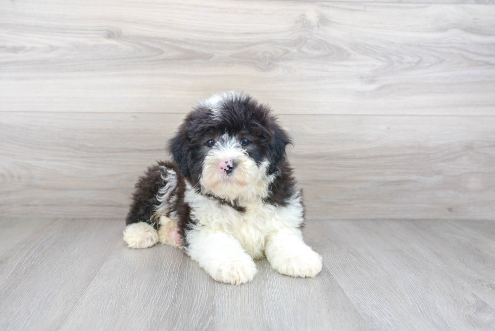 Best Mini Sheepadoodle Baby