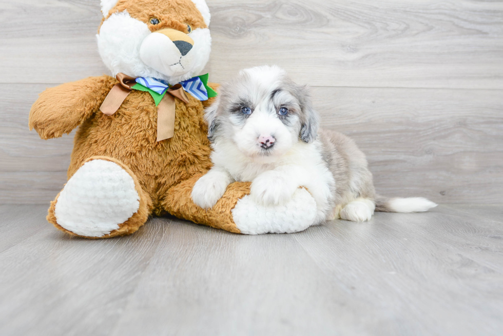 Mini Sheepadoodle Puppy for Adoption