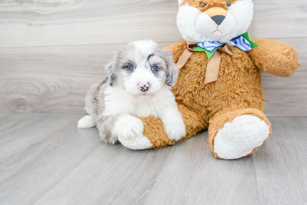 Smart Mini Sheepadoodle Poodle Mix Pup