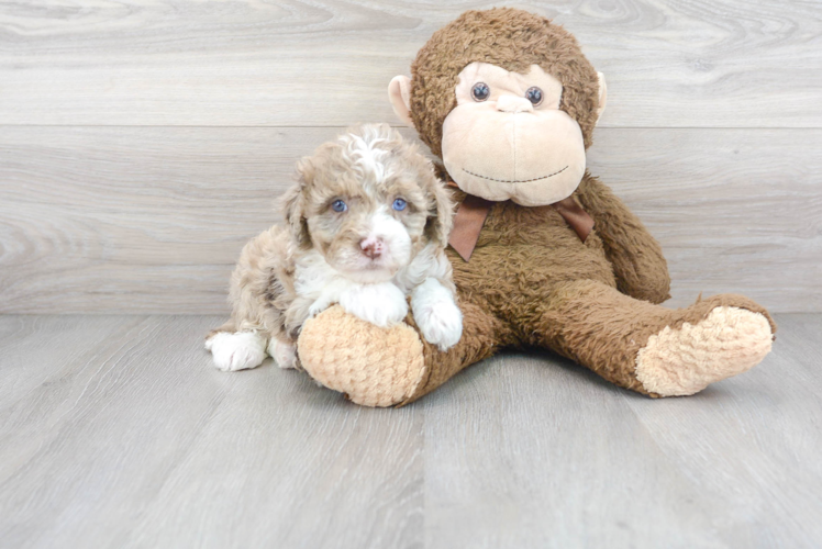 Best Mini Sheepadoodle Baby