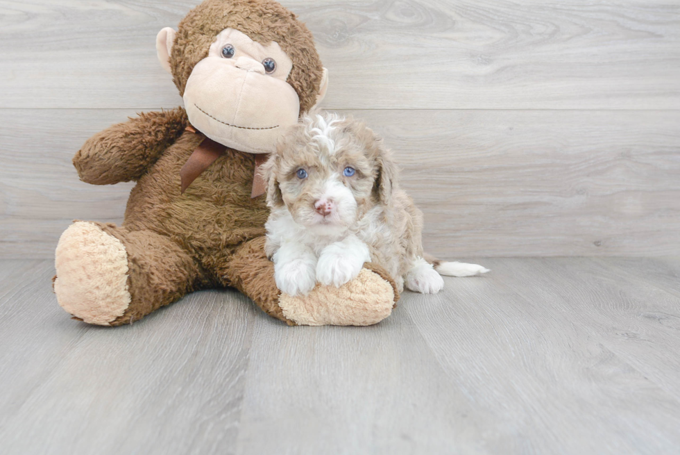 Mini Sheepadoodle Pup Being Cute