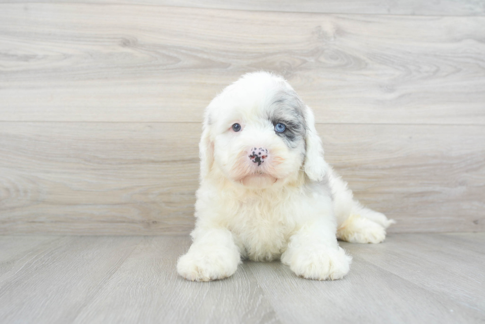 Playful Sheep Dog Poodle Mix Puppy