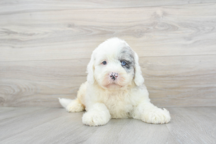 Mini Sheepadoodle Pup Being Cute