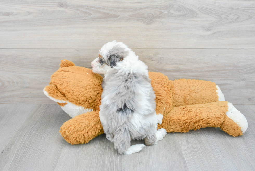 Best Mini Sheepadoodle Baby