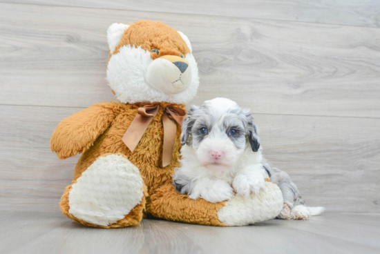 Little Sheep Dog Poodle Mix Puppy