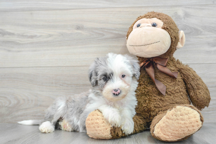 Best Mini Sheepadoodle Baby