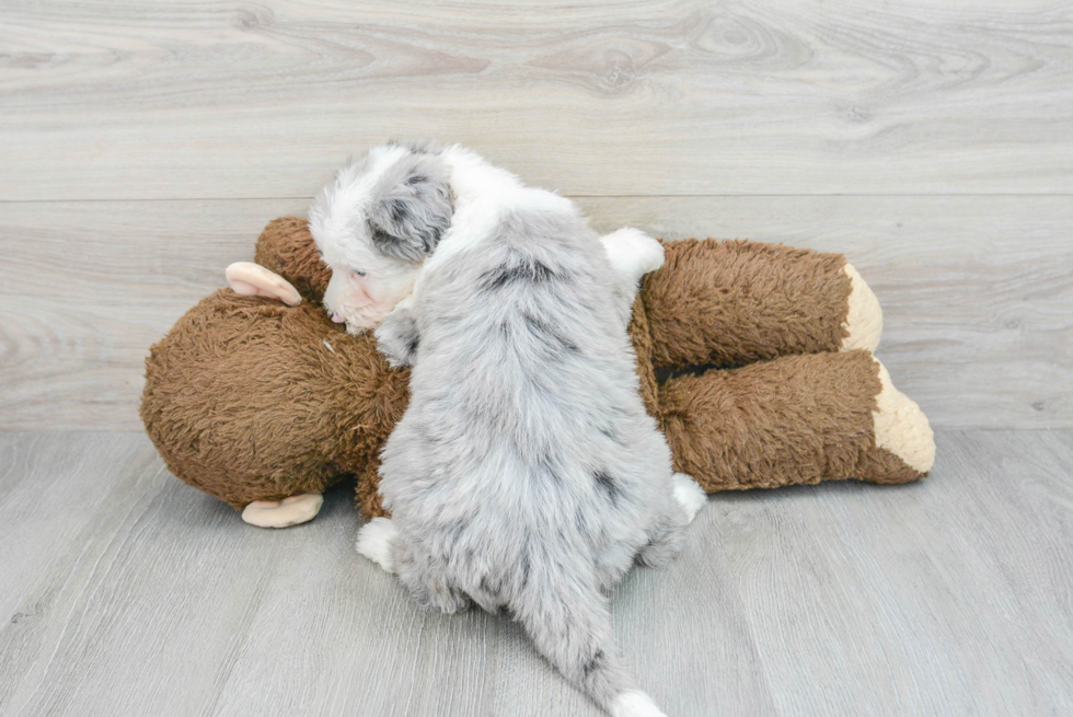 Friendly Mini Sheepadoodle Baby