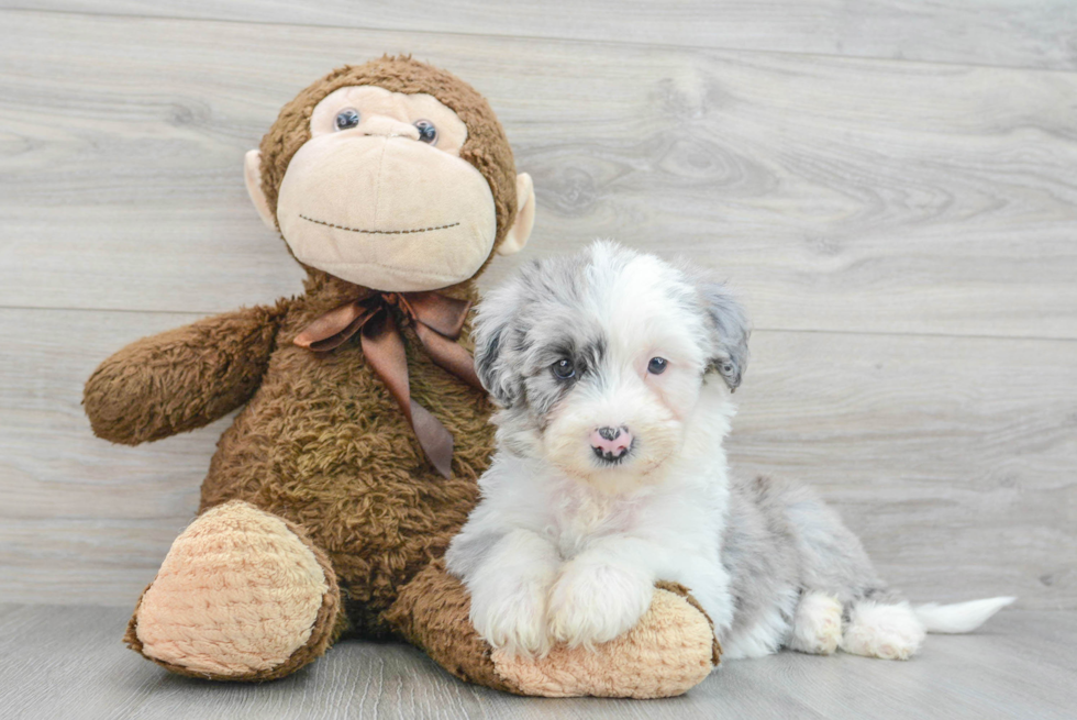 Mini Sheepadoodle Pup Being Cute