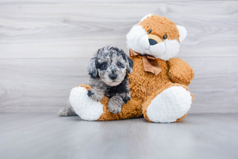 Cute Mini Sheepadoodle Baby